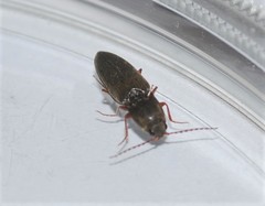 Cardiophorus convexus