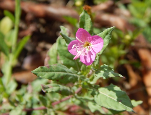 Oenothera image