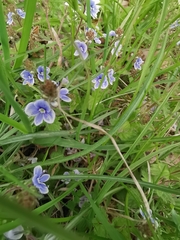 Veronica chamaedrys vindobonensis