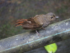 Cyornis unicolor