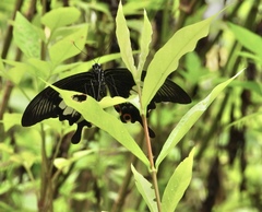Papilio iswara