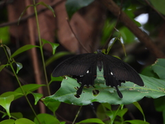 Papilio iswara