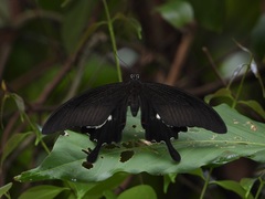Papilio iswara