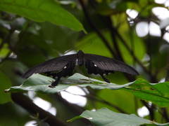 Papilio iswara