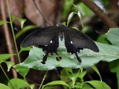 Papilio iswara