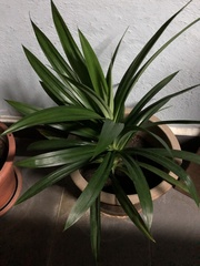 Pandanus amaryllifolius