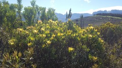 Leucadendron sessile