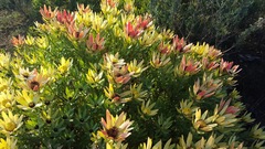 Leucadendron sessile