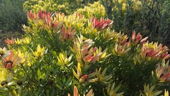Leucadendron sessile