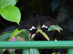 Papilio iswara