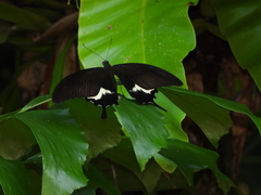Papilio iswara