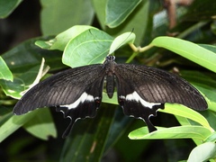 Papilio iswara