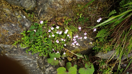 Miquel's mazus (Mazus miquelii)
