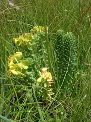 Euphorbia ericoides