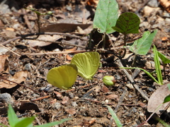 Gandaca harina distanti