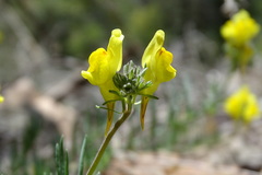 Linaria supina supina