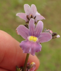 Nemesia denticulata
