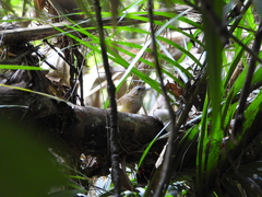 Malacocincla abbotti