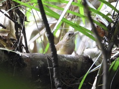 Malacocincla abbotti