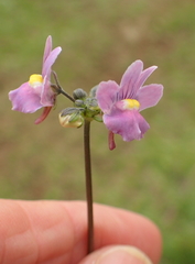 Nemesia denticulata