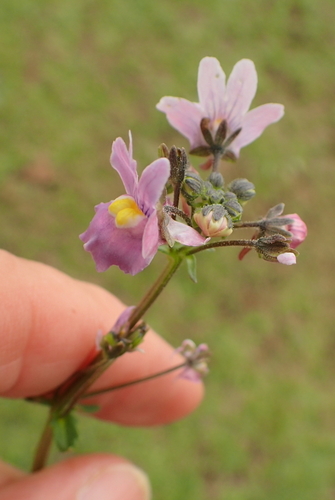 Image of Nemesia denticulata by no rights reserved