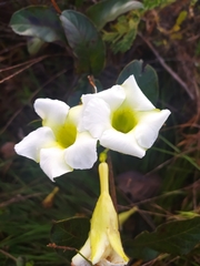 Odontadenia lutea