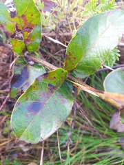 Odontadenia lutea