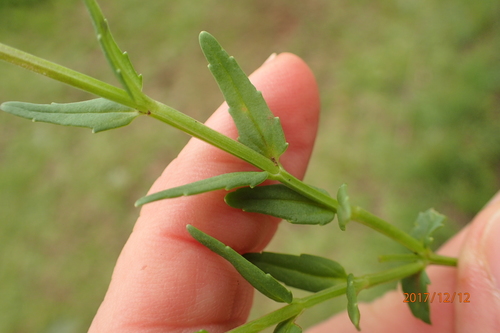 Image of Nemesia denticulata by no rights reserved