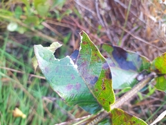 Odontadenia lutea