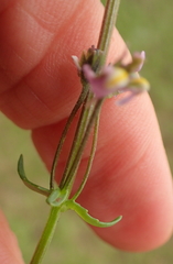 Nemesia denticulata