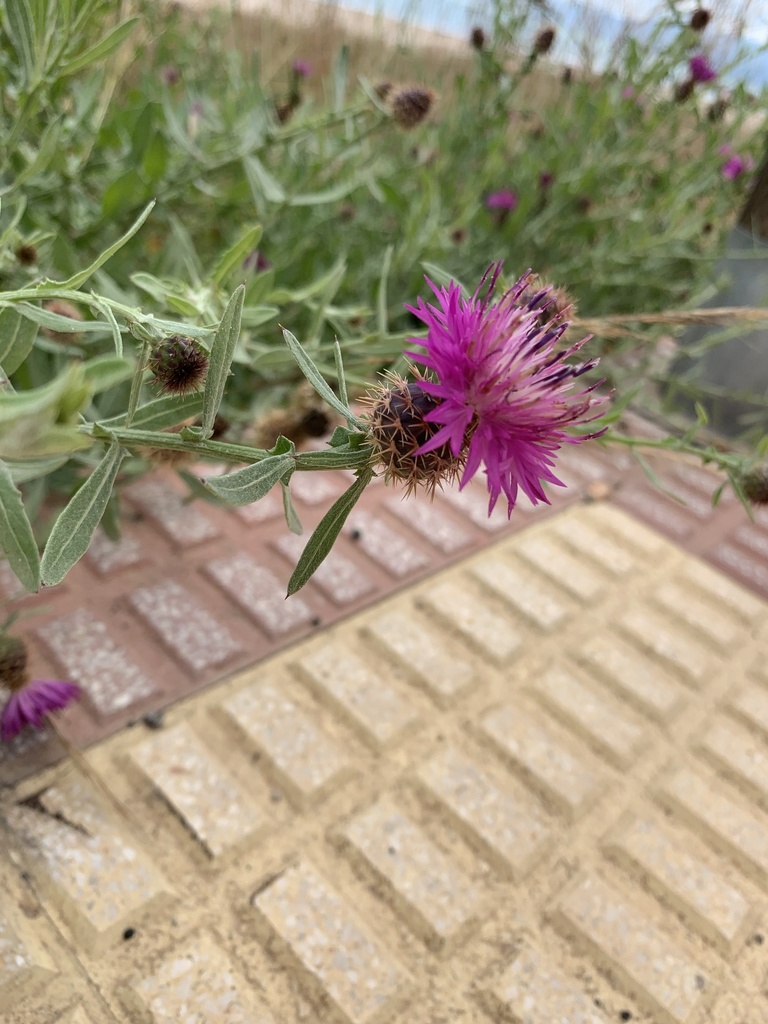 Centaurea × valentina
