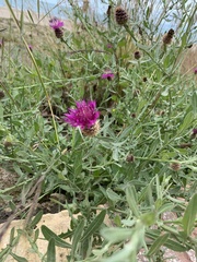 Centaurea valentina