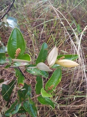 Miconia fallax