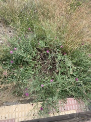 Centaurea valentina