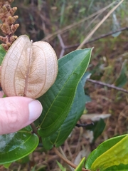 Miconia fallax