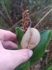 Miconia fallax