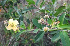 Ludwigia tomentosa