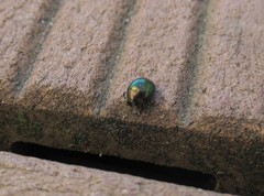 Lamprobyrrhulus nitidus