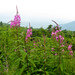 Fireweed - Photo (c) Ken-ichi Ueda, some rights reserved (CC BY)