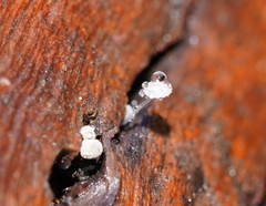 Mycena piringa