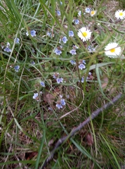 Veronica chamaedrys vindobonensis