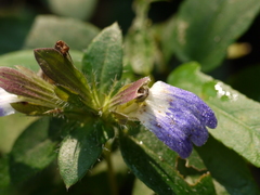 Cynarospermum asperrimum
