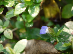Cynarospermum asperrimum
