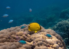 Chaetodon andamanensis