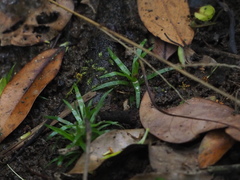 Eriocaulon nepalense