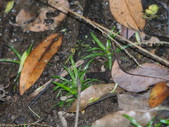 Eriocaulon nepalense