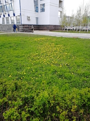 Taraxacum officinale