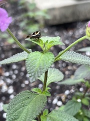 Smilia camelus