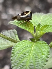 Smilia camelus