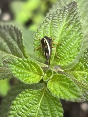 Smilia camelus
